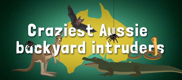 Backyard encounters: 7 crazy Australian animal stories